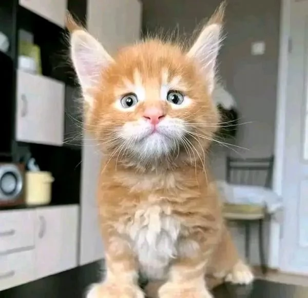 Cuccioli Maine Coon maschi e femmine
