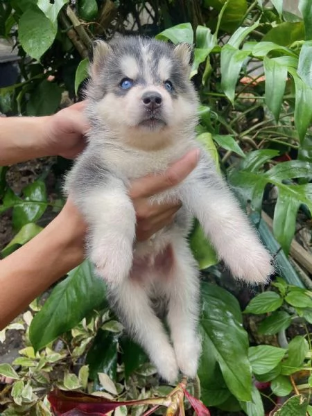 Cuccioli di Husky Siberiano
