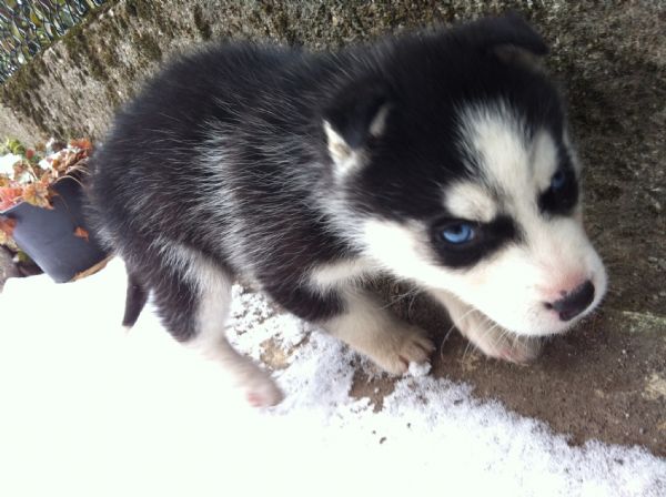 Cuccioli Husky Siberiano Maschio e Femmina Unica Occasione | Foto 0