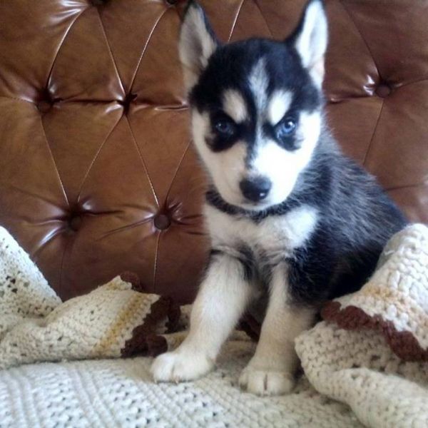 Cuccioli Husky Siberiano Maschio e Femmina Unica Occasione