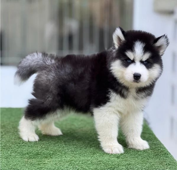Husky Siberiano Maschio e Femmina | Foto 0