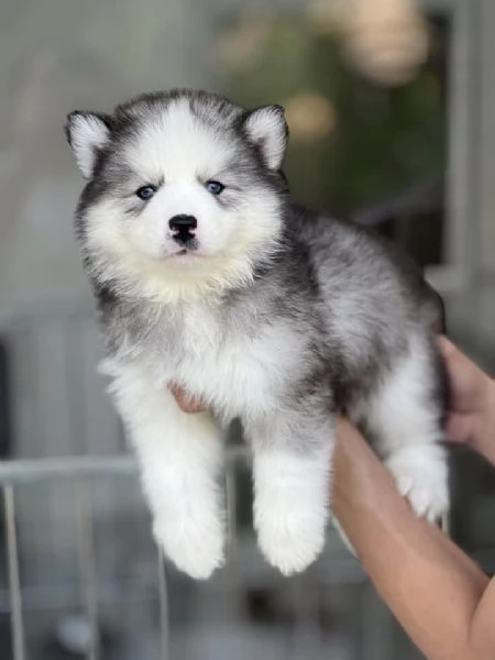  Cuccioli Husky Siberiano  Un Maschio e una Femmina di Una Bellezza Unica | Foto 0