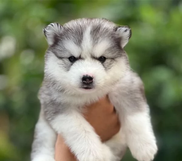  Cuccioli Husky Siberiano  Un Maschio e una Femmina di Una Bellezza Unica