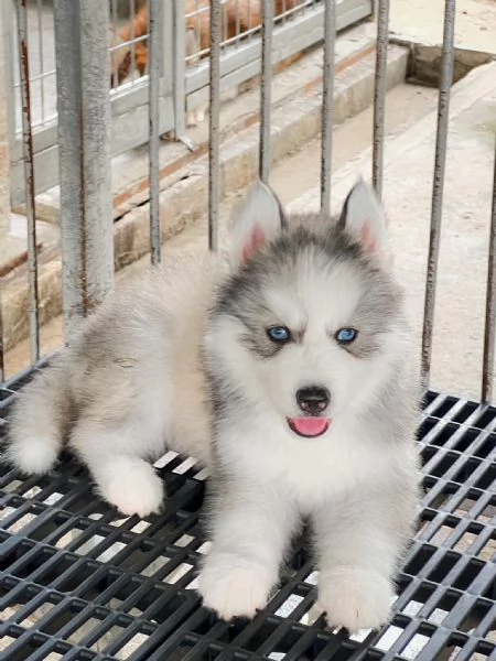 Cuccioli di Husky Siberiano  Pronti per una Nuova Avventura | Foto 0