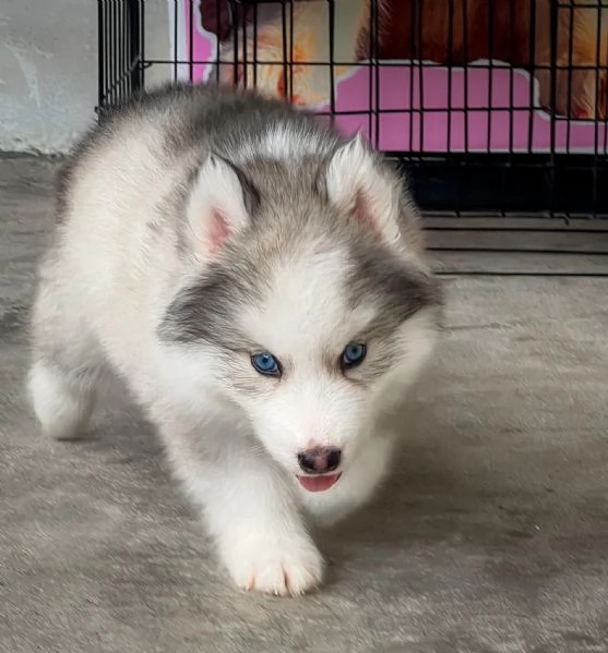 Cuccioli di Husky Siberiano  Pronti per una Nuova Avventura