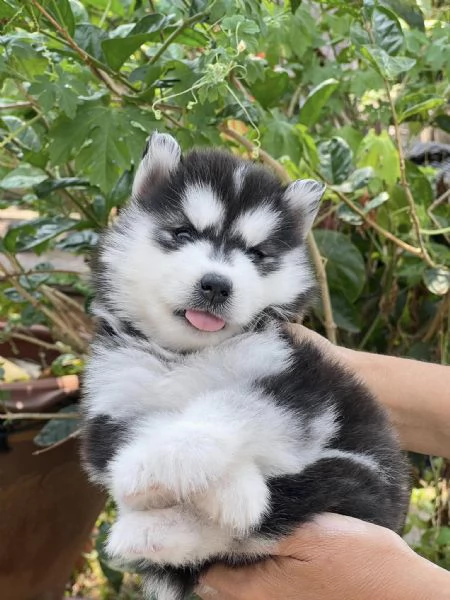 Cuccioli Husky Siberiano  Ideali per la Tua Famiglia