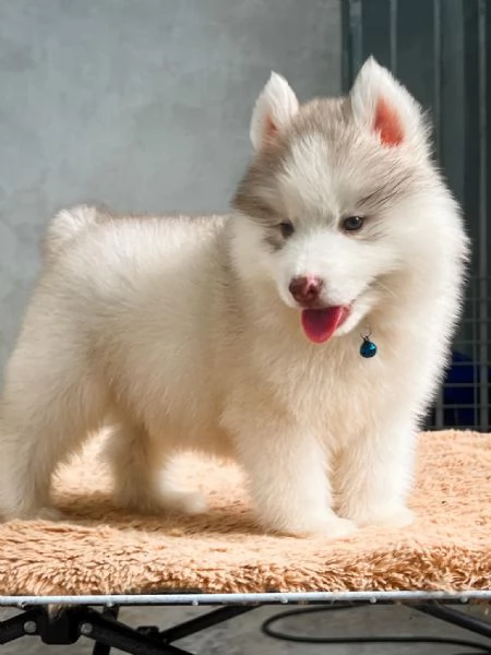 Cuccioli Husky Siberiano  Ideali per la Tua Famiglia | Foto 0