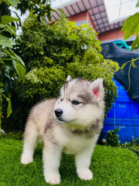 Maschio e Femmina di Husky Siberiano  Cuccioli in Cerca di Casa | Foto 0