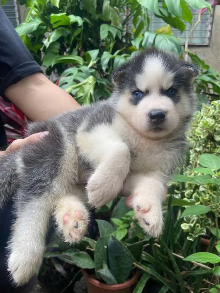Cuccioli Husky Siberiano  Maschio e Femmina