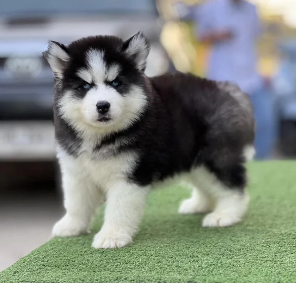 Husky Siberiano Cuccioli  Due Meraviglie da Amare