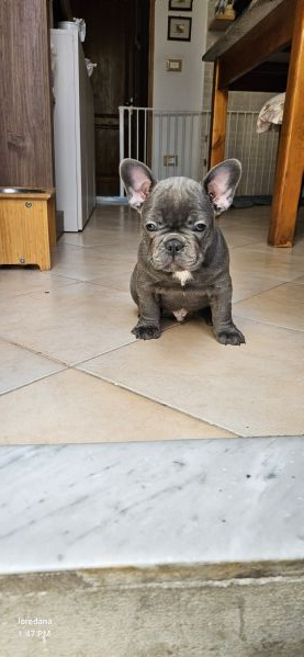 Bulldog francese 
