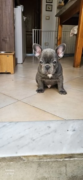 Bulldog francese 