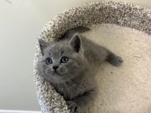 Due British shorthair | Foto 0