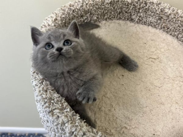 Due British shorthair