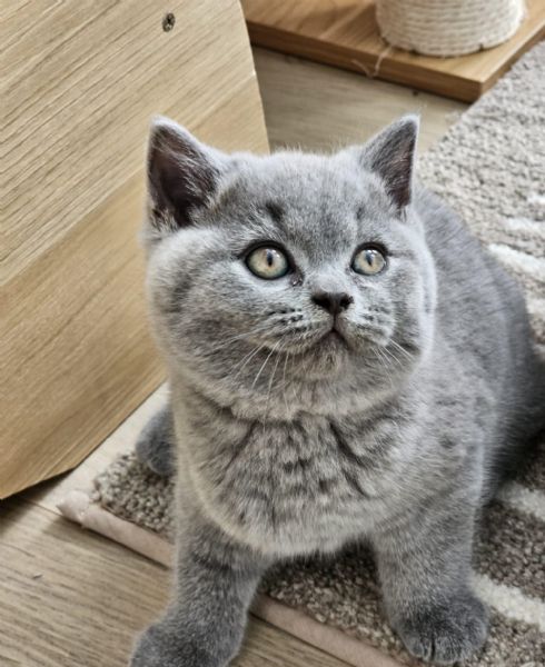 Bellissime cucciolate di british shorthair