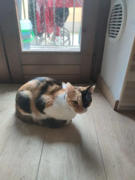 Regalo una gattina