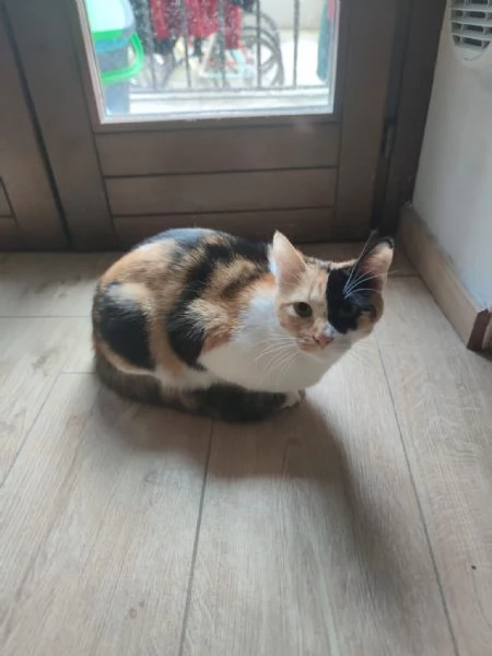 Regalo una gattina | Foto 0