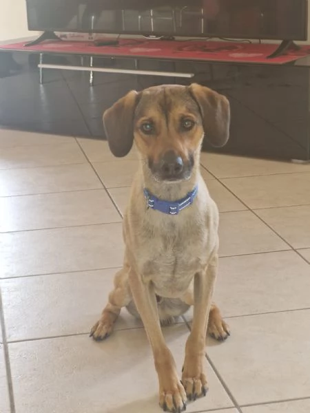 Regalo Cane