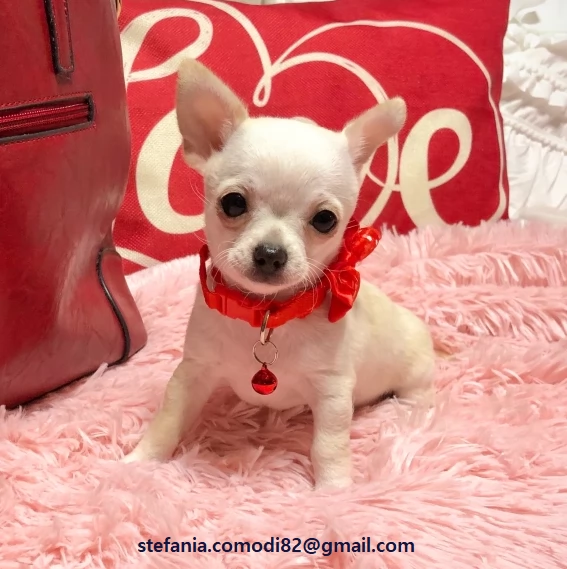  Regalo cuccioli di chihuahua Mini toy cuccioli di chihuahua mini toy   ancora disponibili un masch