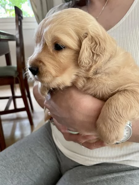 Golden Retriever cuccioli  | Foto 4