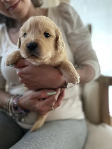 Golden Retriever cuccioli  | Foto 3
