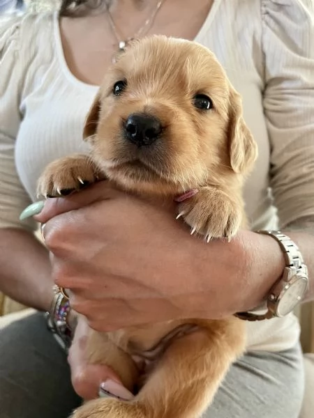 Golden Retriever cuccioli 
