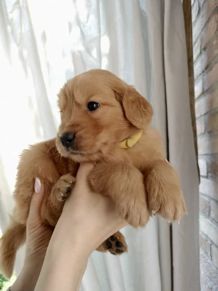 Golden Retriever cuccioli  | Foto 1