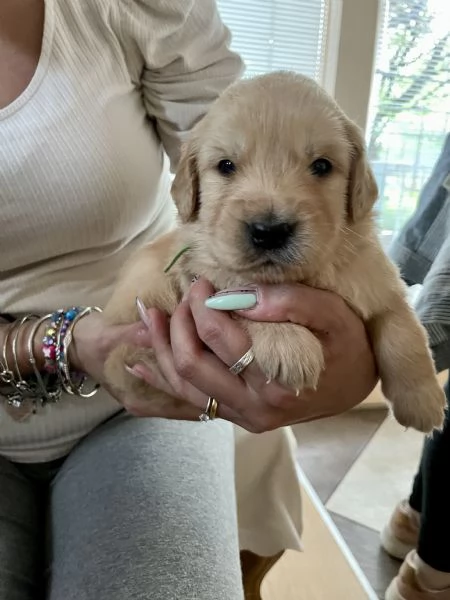 Golden Retriever cuccioli  | Foto 0