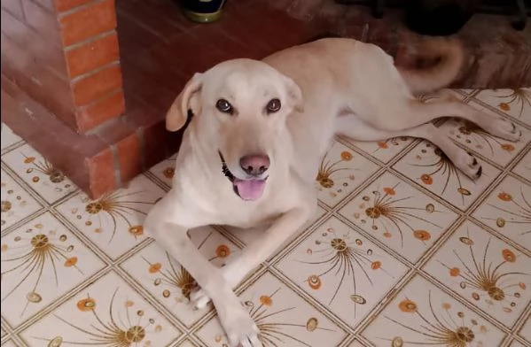 Regalo cani 