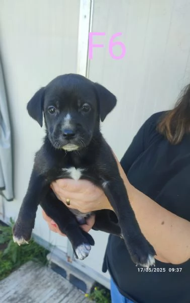 Regalo cagnolini 