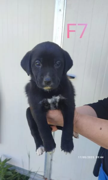 Regalo cagnolini  | Foto 2