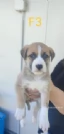 Regalo cagnolini  | Foto 0