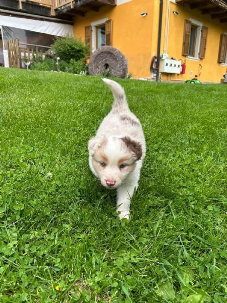 Cuccioli pastore australiano  | Foto 1