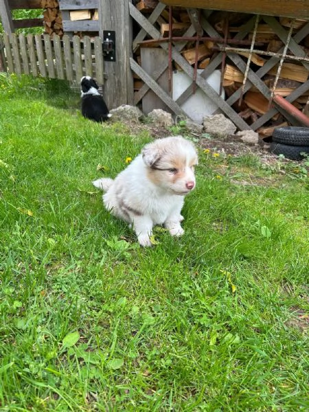 Cuccioli pastore australiano 