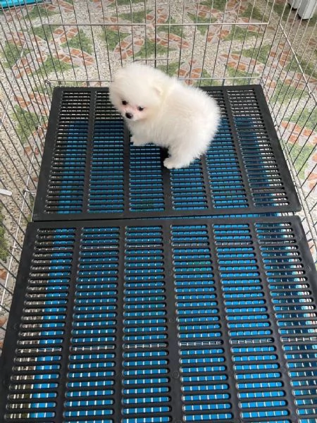Cuccioli di Pomerania maschi e femmine jennygarcia2004hidden