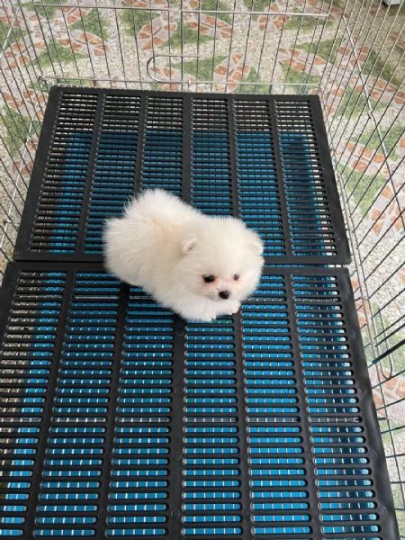 Cuccioli di Pomerania maschi e femmine jennygarcia2004hidden | Foto 0