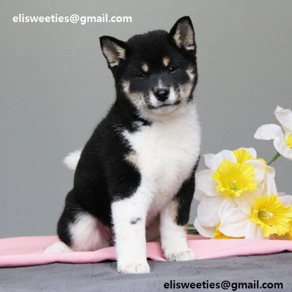  REGALO Cuccioli Shiba Inu cuccioli Shiba Inu maschio e femmina disponibile Tutti i documenti sono 