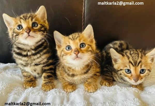 bellissimo gattino bengala bella f1 bengala gattino bottiglia alto e molto bello mangia da solo v