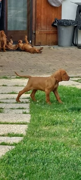 Cuccioli bracco ungherese vizsla  | Foto 5