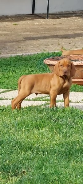 Cuccioli bracco ungherese vizsla 