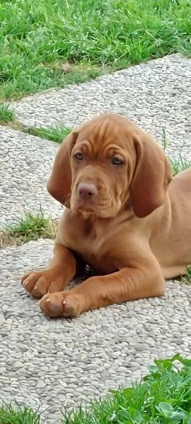 Cuccioli bracco ungherese vizsla  | Foto 4