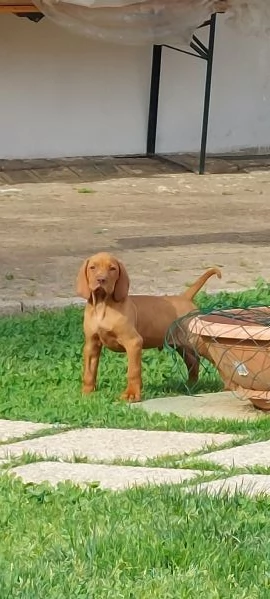 Cuccioli bracco ungherese vizsla  | Foto 3