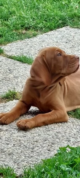 Cuccioli bracco ungherese vizsla  | Foto 2