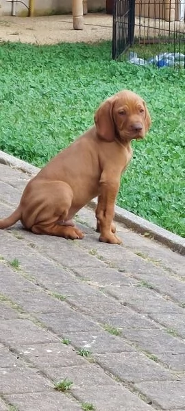 Cuccioli bracco ungherese vizsla  | Foto 1