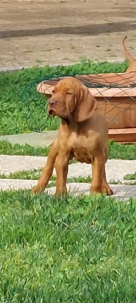 Cuccioli bracco ungherese vizsla  | Foto 0