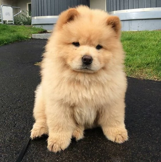 adorabili cuccioli di chow chow femminucce e maschietti disponibili per ladozione gratuita i cuccio