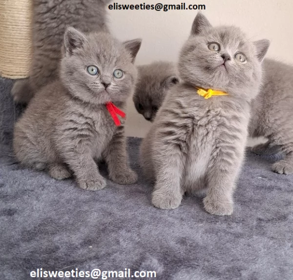 Adorabili gattini British Shorthair pronti Splendidi gattini British Shorthair disponibili Questi g