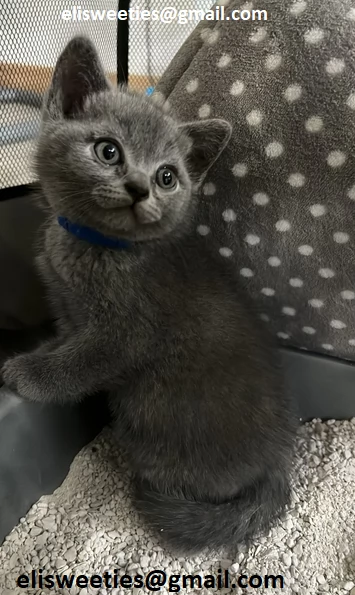 Adorabili gattini British Shorthair pronti Splendidi gattini British Shorthair disponibili Questi g