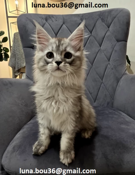 Maine coon gattino disponibile Allevatore offre parenti gattini Kitten Maine bestiame vaccinato truc