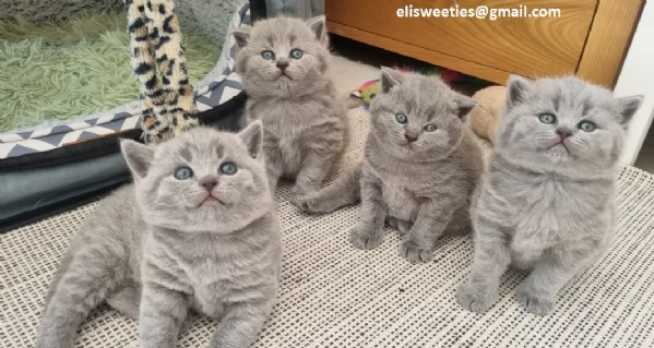 Adorabili gattini British Shorthair pronti Splendidi gattini British Shorthair disponibili Questi g